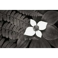 thumbnail image 2 of Audit, Lisa 32x23 Gold Ornate Wood Framed with Double Matting Museum Art Print Titled - Bunchberry and Ferns II BW, 2 of 4