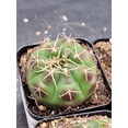 thumbnail image 2 of Gymnocalycium Damsii Variegated Cactus, 2 of 9