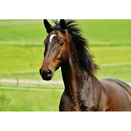 LAMINATED POSTER Stallion Horse Brown Paddock Meadow Coupling Eat Poster Print 11 x (Best Hedging For Horse Paddocks)