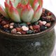 thumbnail image 5 of Mezcla de roca de lava yuxing 1 1 libras tierra para macetas para cactus bonsái y suculentas, 5 of 5