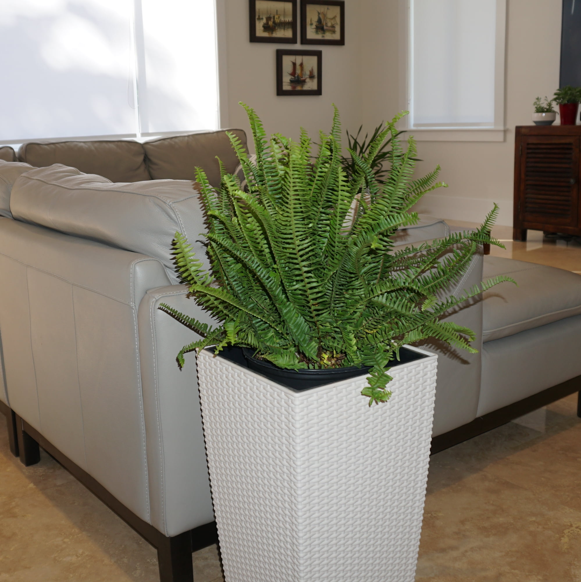 United Nursery Live Kimberly Fern Indoor Green Houseplant 24in Tall in 10-inch Grower Pot