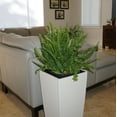 thumbnail image 6 of United Nursery Live Kimberly Fern Indoor Green Houseplant 24in Tall in 10-inch Grower Pot, 6 of 9