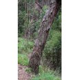 thumbnail image 2 of 20 AUSTRALIAN BLACKWOOD TREE Black Acacia Melanoxylon Wattle Yellow Flower Seeds, 2 of 4
