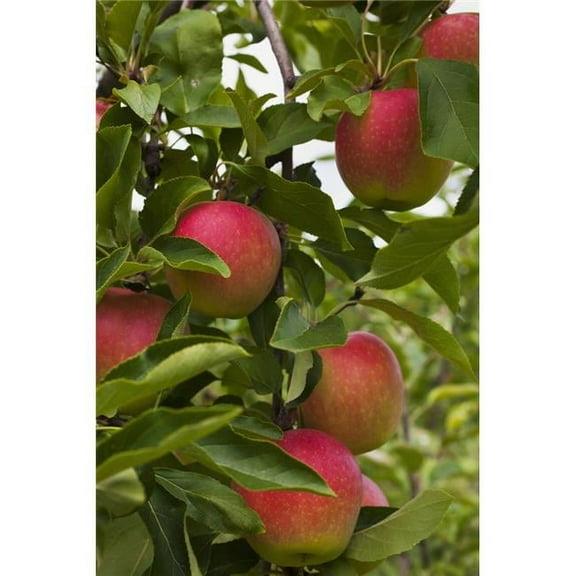 Apples growing on a tree; Rougemont  Quebec  Canada Poster Print
