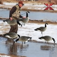 thumbnail image 6 of Avian X Lessers 6 Piece Fusion Realistic Goose Hunting Decoy, 3 Pack, 6 of 10