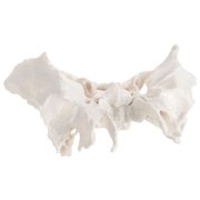 Axis Scientific Human Sphenoid Bone Model | Cast From a Real Human Sphenoid Bone Specimen | Life Size Replica Details All Fissures, Canals, and Processes | Includes Product Manual |