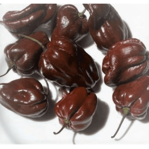 Chocolate Habanero Pepper Seeds/Perennial/Full Sun/30 Seeds 1/4 Gram/Zellajake Farm and Garden - B341