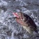 thumbnail image 4 of Señuelo de pesca suave luminoso faldas de calamar cebo suave para pesca en el mar (rosa), 4 of 9