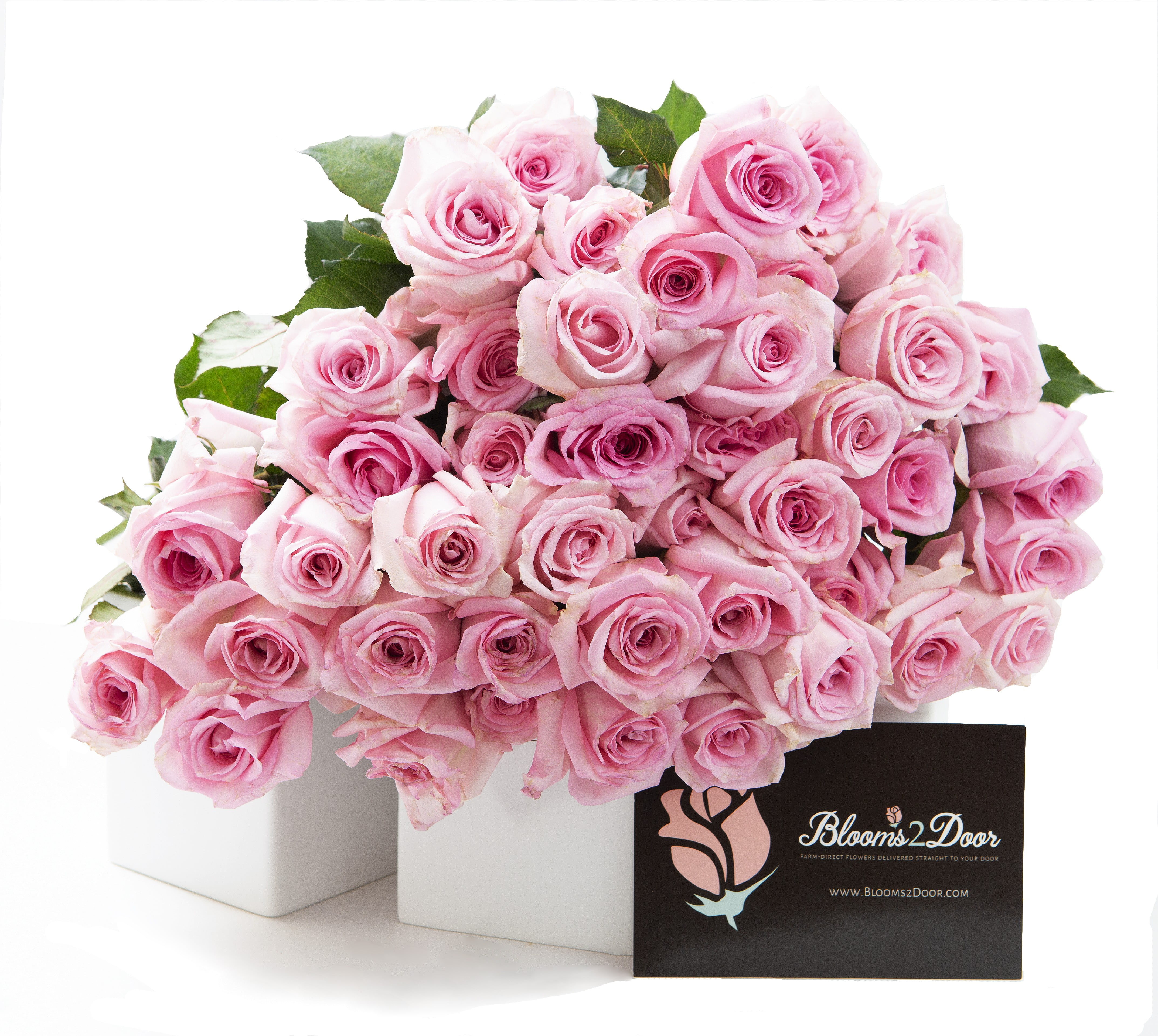 Blooms2Door 50 Pink Roses (Long Stem 50cm) Farm Direct Wholesale