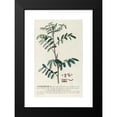 thumbnail image 2 of Georg Dionysius Ehret 13x18 Black Modern Framed Museum Art Print Titled - Indigofera (1750-1773), 2 of 5