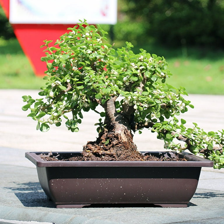 acer palmatum shaina bonsai Bonsai Baum Acer Palmatum Shaina – Bonsai winkel