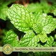 thumbnail image 5 of Chocolate Mint | Two Live Herb Plants | Non-GMO, Pollinator Favorite, 5 of 9
