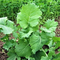 Kale, Dwarf Siberian, 500 Seeds, Non-GMO, Great for Salads, STIR Fry, Country Creek Acres