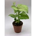 thumbnail image 5 of Syngonium Cream Allusion in 2 inch Pot, Well Rooted Live Starter House Plant, 5 of 8