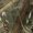 Realtree Max 5, variant on compass 360 hyrdotek rain pant bottomland large