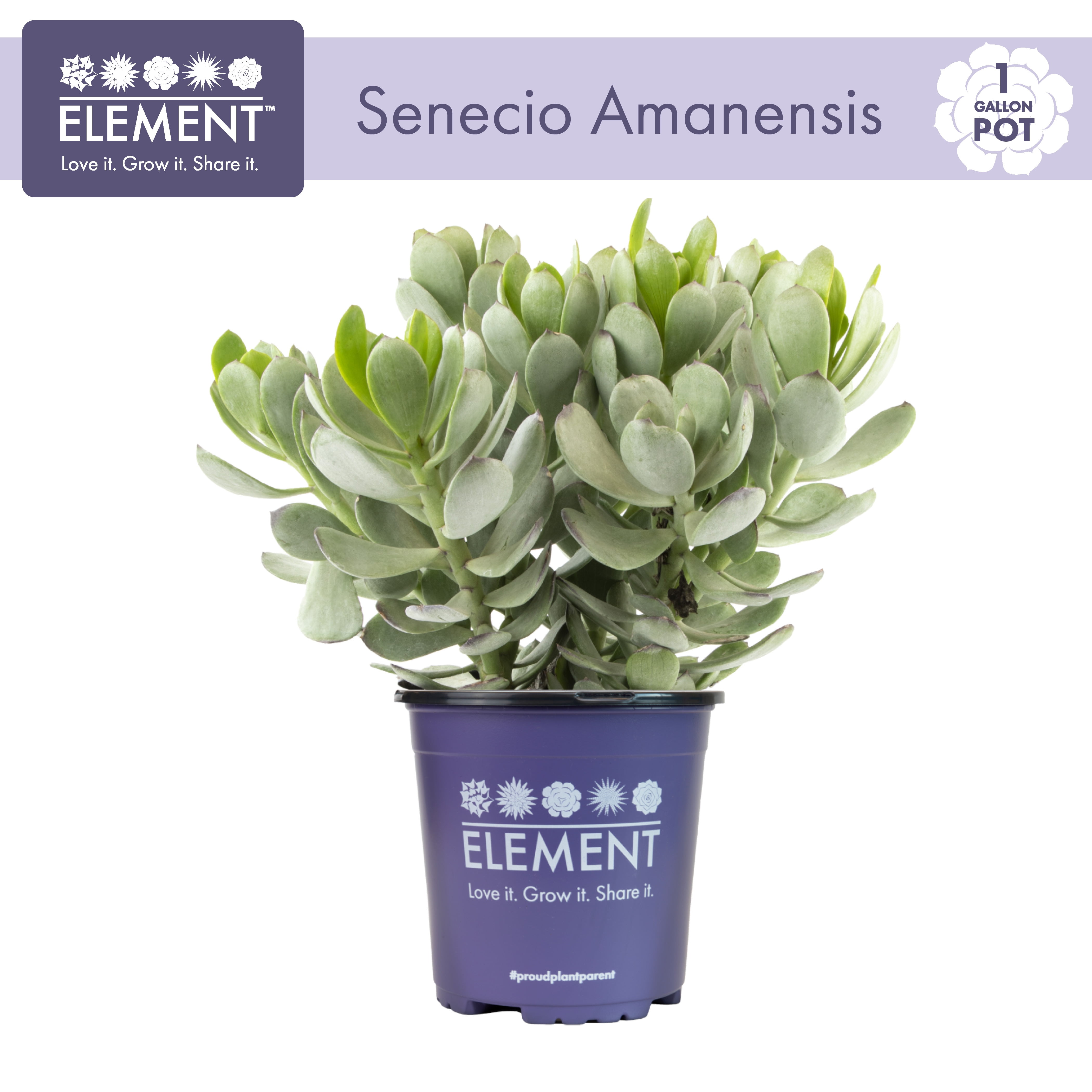 Element by Altman Plants 1Gal Senecio Amanensis Live Succulent Plant