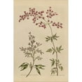 thumbnail image 2 of Great Art Now Herbal Botanical I Crop III by Wild Apple Portfolio, Framed Wall Art, 17.5W x 22.75H, 2 of 3