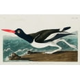 thumbnail image 2 of Audubon, John James 18x13 Black Ornate Wood Framed with Double Matting Museum Art Print Titled - Pied oyster-catcher, 2 of 4