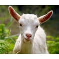 thumbnail image 2 of CafePress - Baby Goat Throw Blanket - Soft Fleece Throw Blanket, 50"x60" for All Ages, 2 of 2