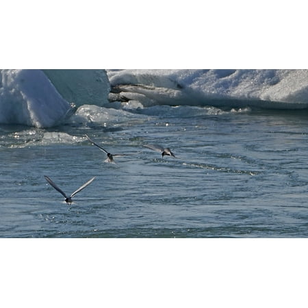 - Canvas Print Fish Glacial Lake Iceland Arctic Tern Birds Hunt Stretched Canvas 10 x 14