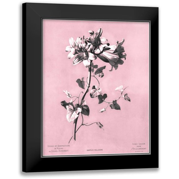 Dussurgey, Chabal 12x14 Black Modern Framed Museum Art Print Titled - Dussurgey Amaryllis on Pink