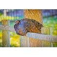 thumbnail image 2 of Jaynes Gallery 18x13 White Modern Wood Framed Museum Art Print Titled - USA-Colorado-Loveland Wild female turkey close-up, 2 of 4