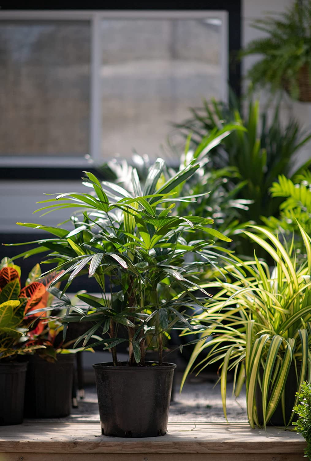 Lady Palm - 5 Live Plants in 6 Inch Growers Pots - Rhapis Excelsa - Beautiful Clean Air Indoor Outdoor Houseplant