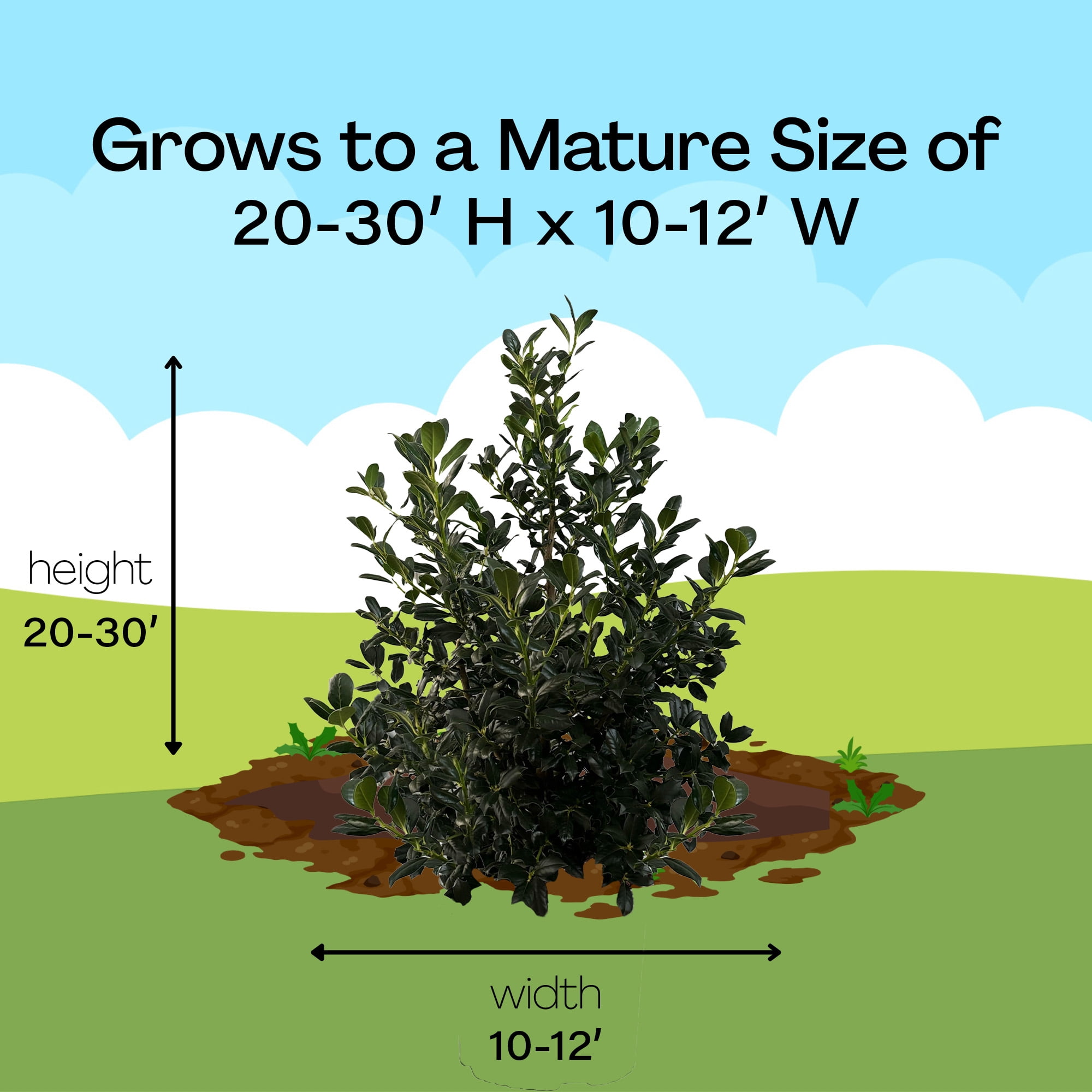 Expert Gardener 7 Gallon Holly Nellie R. Stevens (Ilex) Live Shrub