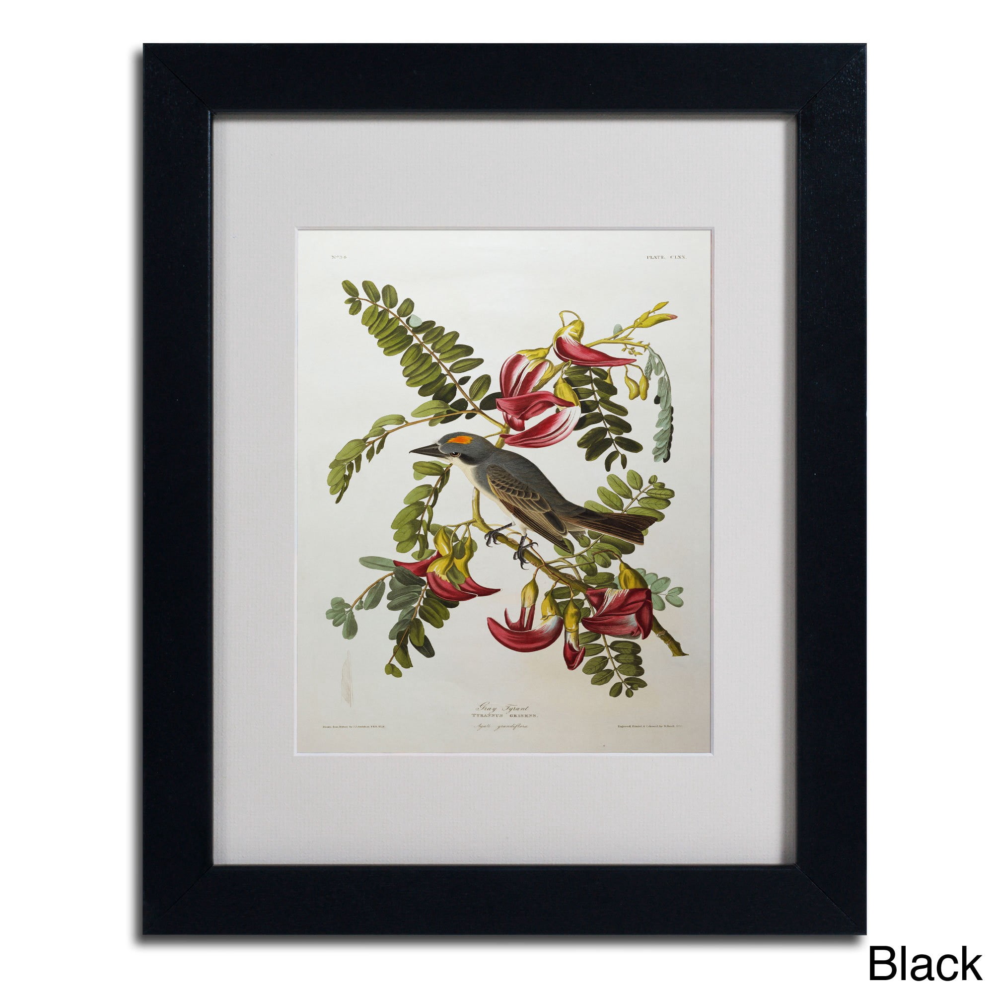 Trademark Fine Art "Gray Tyrant, Gray Kingbird" Canvas Art by John James Audubon, Wood Frame