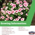 thumbnail image 2 of Harris Seeds -Vinca Seeds - Cora Cascade Strawberry F1 Variety - Large Flowers - 100 Seeds, 2 of 5