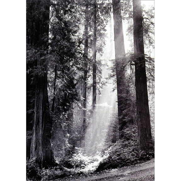 Avanti Press Sequoia Forest America Collection Sympathy Card