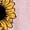 HEATHER PINK, variant on - Sunflower Heart - Women's Short Sleeve Graphic T-Shirt