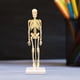 thumbnail image 3 of Modelo de anatomía corporal con huesos visibles y movimiento para exhibición educativa infantil. Modelos Esqueleto-Tipo B, 3 of 9