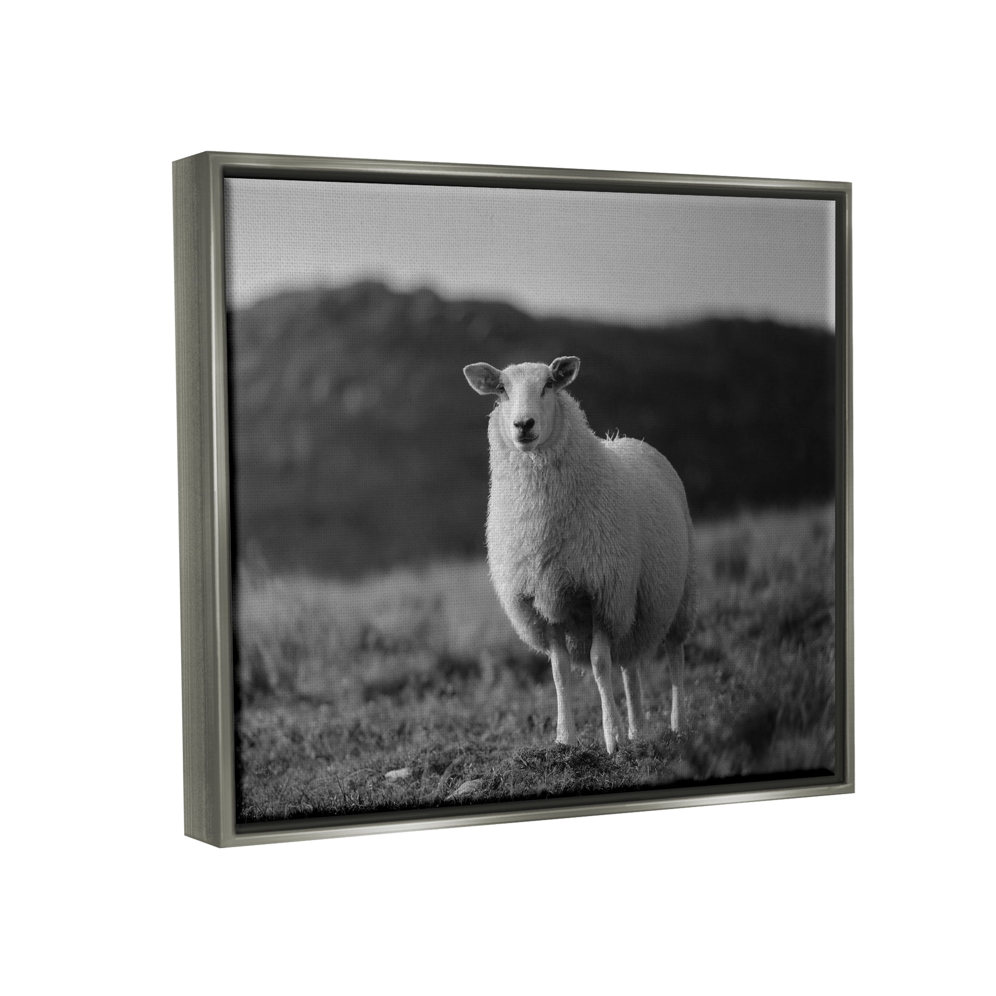 Stupell Industries Sheep In Rural Country Field Animals & Insects Photography Gray Floater Framed Art Print Wall Art