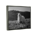 thumbnail image 3 of Stupell Industries Sheep In Rural Country Field Animals & Insects Photography Gray Floater Framed Art Print Wall Art, 3 of 6