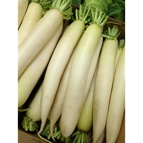 Dibbs Seed 5 Lbs Daikon Radish Seeds, Cool Season Root Vegetable