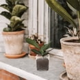 thumbnail image 6 of REACHISE 4-Pack Small Transparent Acrylic Orchid Planter Pots, Grow Cups for Indoor Orchid Plants, 6 of 7