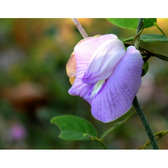 Austrian Winter Pea seeds/Annual/Full Sun/65 Seeds 1/4 oz/Zellajake Farm and Garden - C21