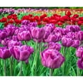 thumbnail image 2 of CafePress - Tulip Field Throw Blanket - Soft Fleece Throw Blanket, 50"x60" for All Ages, 2 of 4