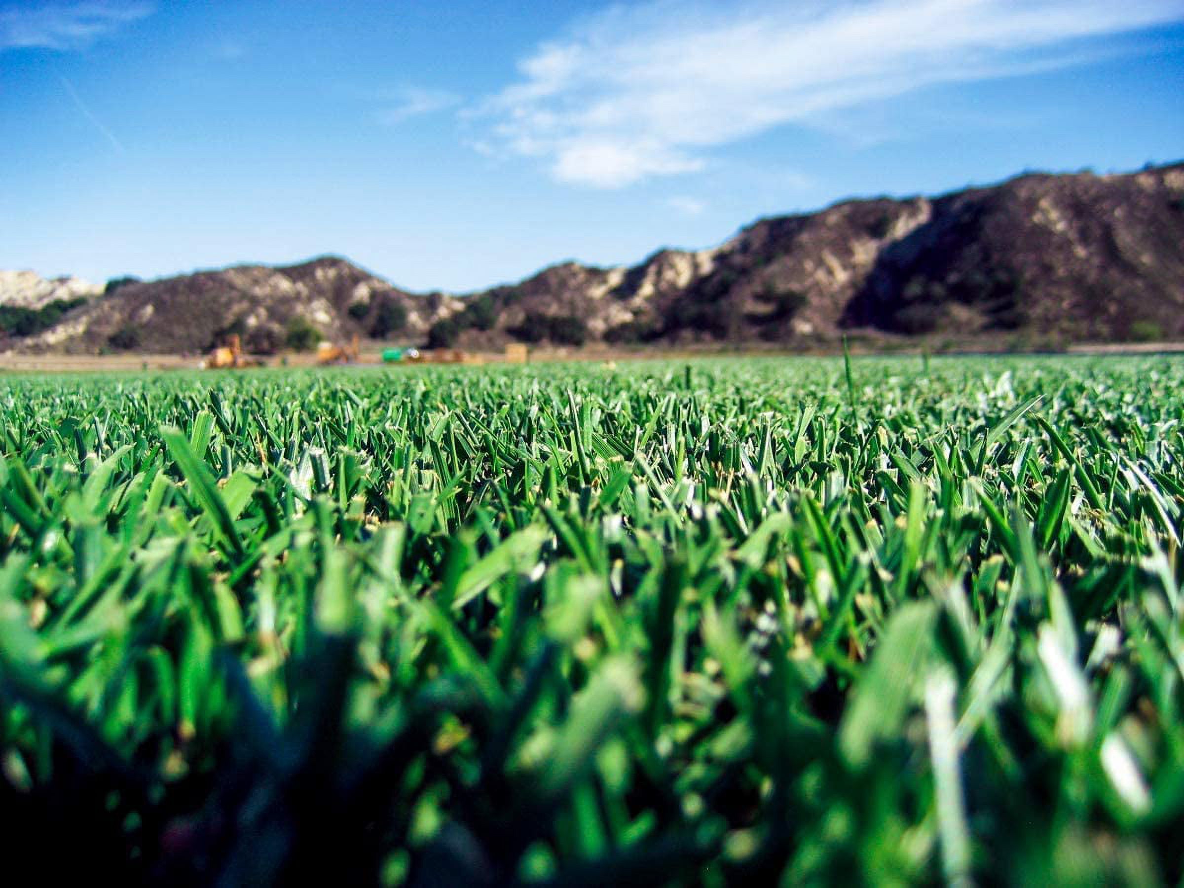 Barenbrug Turf Saver RTF Grass Seed w/Yellow Jacket Coating- Less Water Self-Repairing Tall Fescue Turf for Use on Sports Field, Golf Courses, Parks, Lawns, and Yard (50 LB Bag)