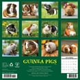 thumbnail image 2 of Guinea Pigs 2026 12 X 12 Wall Calendar, (Hardcover), 2 of 5