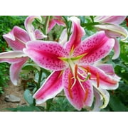 Daylily Nursery Stargazer Lily Plant Bulbs (5 Count), Scented Flower