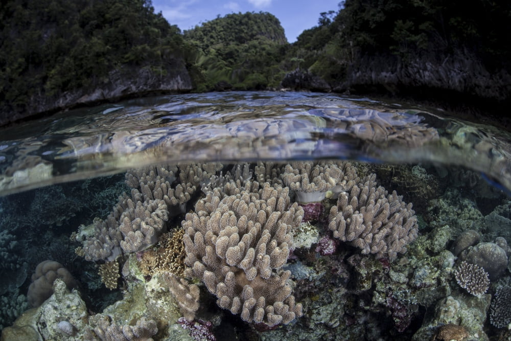 A set of soft corals grows in the shallow waters of Raja Ampat Canvas Art - Ethan DanielsStocktrek Images (34 x 23)