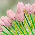 thumbnail image 2 of Flower Bouquet Building Set Tulips Artificial Flowers, Plant Botanical Building Blocks for Adults Home Office Decor Compatible with Lego Pink Color, 2 of 5
