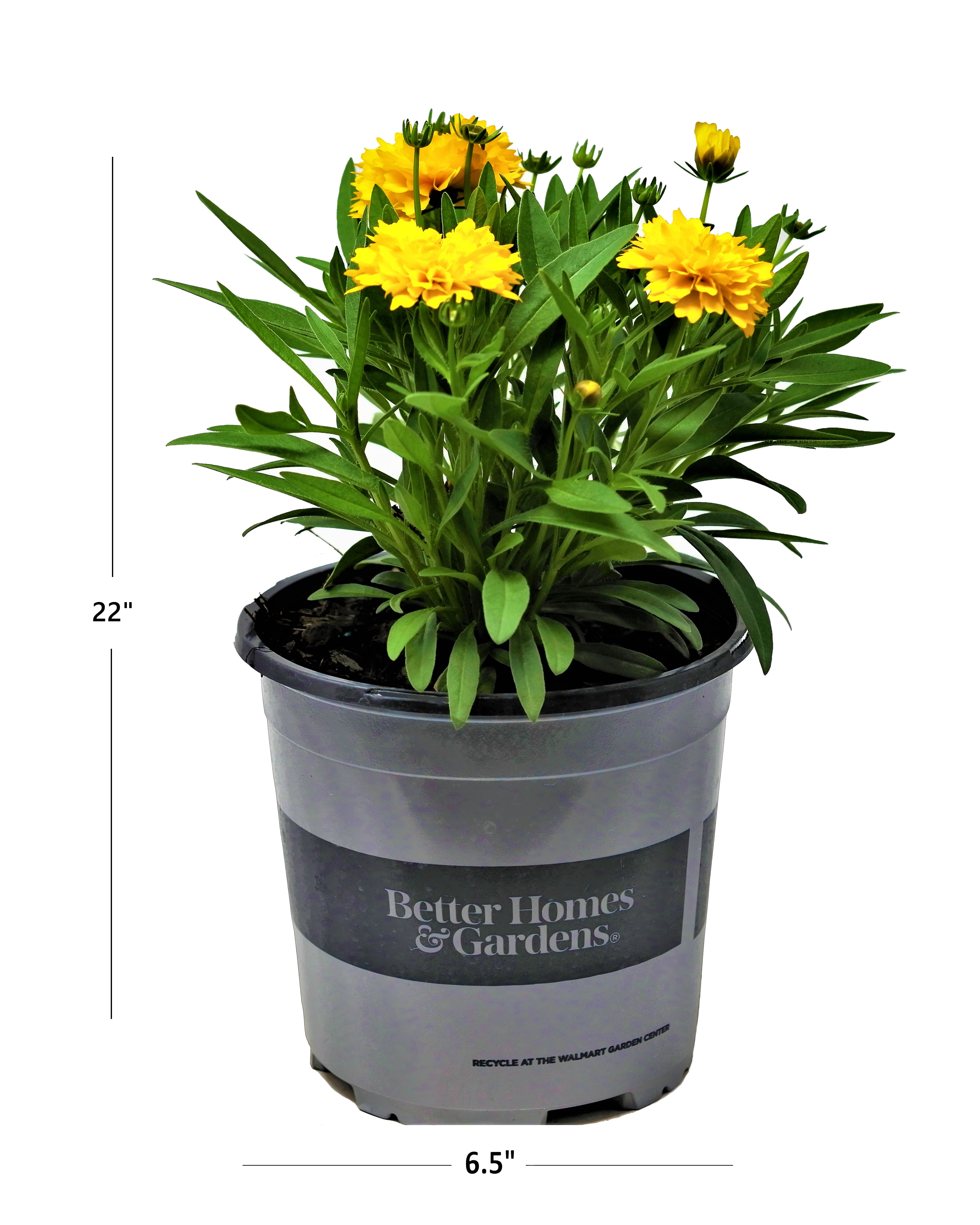 CONPE10_WWW（OAK/YELLOW）WHAT WE WANTコロニスタ CONPE10_WWW（OAK/YELLOW）WHAT WE WANTコロニスタ COLONISTA