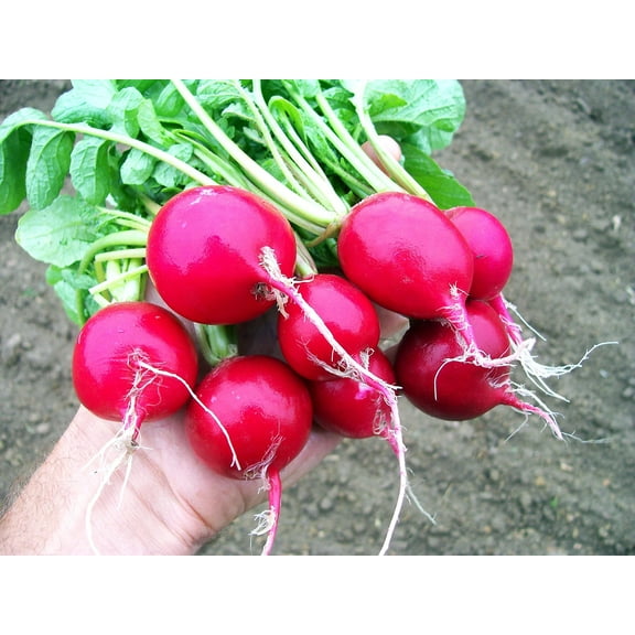 Cherry Belle Radish | 100  Seeds | Grow Your Own Food, Delicious