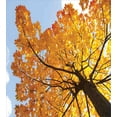 thumbnail image 3 of Leaves Duvet Cover Set, Autumn Maple Tree from Bottom to Top View Environment Flora Season November Print, Decorative 2 Piece Bedding Set with 1 Pillow Shams, Twin Size, Orange Blue, by Ambesonne, 3 of 3