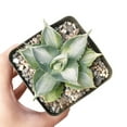 thumbnail image 6 of Variegated Butterfly Agave Succulent (3.5"+ Plastic Pot) - Tiny, Lovely, Easy to Care Succulent for Beginners - Live Healthy Succulent for Home Office - Best Trailing Indoor Plant, 6 of 9
