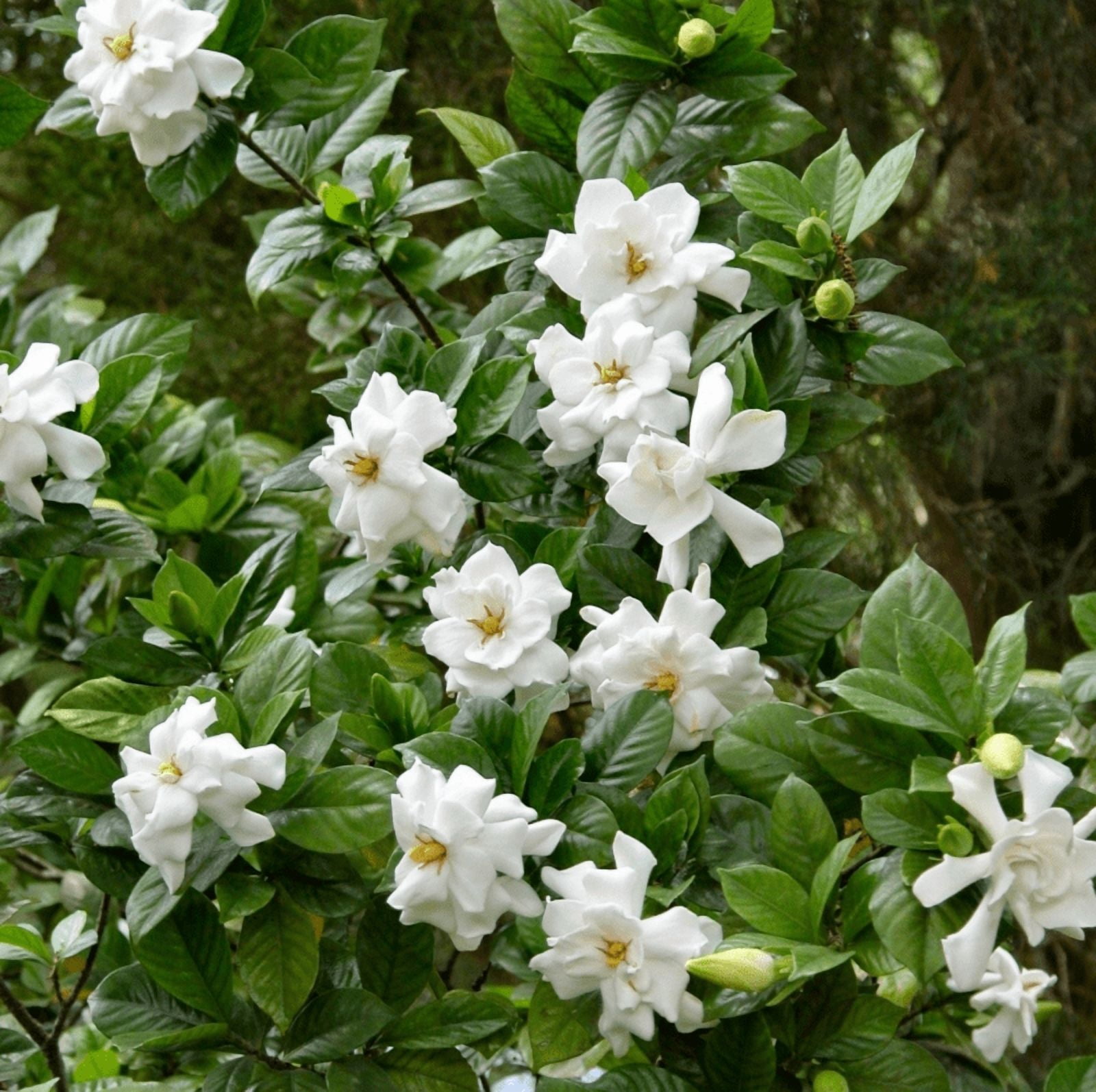 Set 2 Jasmine Frostproof Plant Live for Planting, Fragrant Jasmine Flowering Vine, Frost Proof Plant Cape Jasmine Plant, 4-6 Inch Tall, No Pot