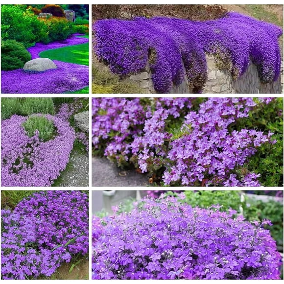 GSDWIUEW 10000+ Purple Creeping Thyme Seeds for Planting Ground Cover Seeds Drought-Tolerant Perennial for Landscaping